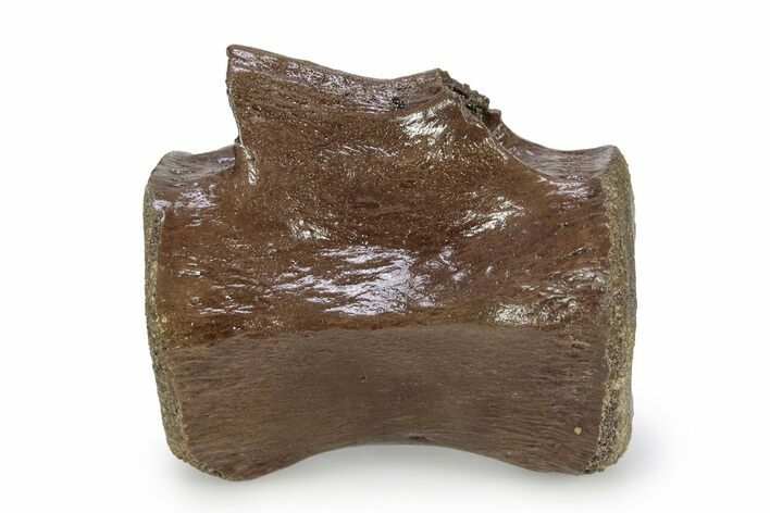 Fossil Dinosaur (Thescelosaurus) Caudal Vertebra - Montana #356949